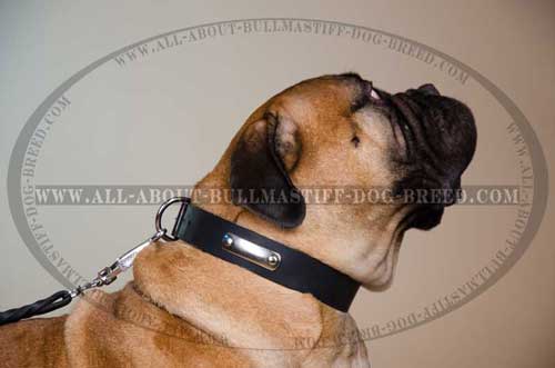 Classic Design Leather Dog Collar for Bullmastiff with Metal Name Tag