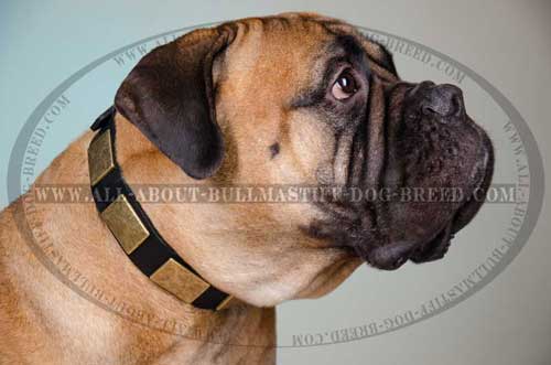 Superb Leather Dog Collar for Bullmastiff with Massive Brass Plates