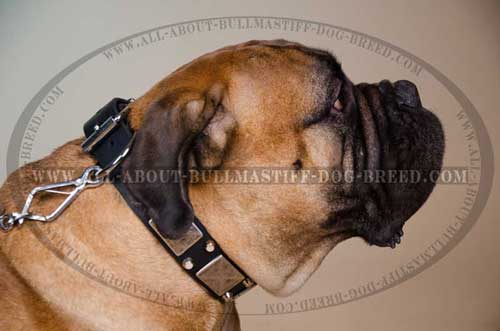 Leather Dog Collar for Bullmastiff with Metal Plates and Pyramids