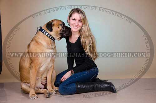 Leather Dog Collar for Bullmastiff with Vertical Nickel Plates