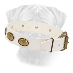 Stylish White Leather Bulmastiff Collar with Solid Brass Hardware