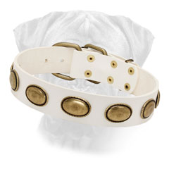White Leather Dog Collar with Oval Brass Plates for Bullmastiff Walking