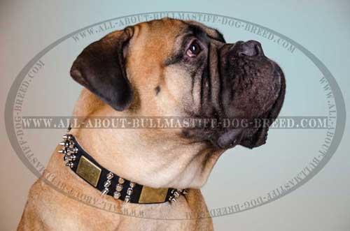 Leather Collar for Bullmastiff highly comfortable