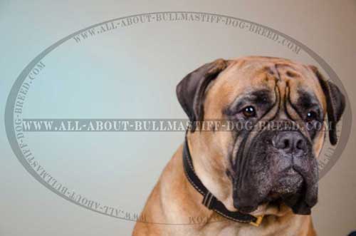 Adjustable Nappa Padded Leather Dog Collar for Bullmastiff Walking