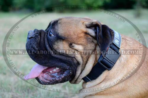 Nylon Bullmastiff Collar with Identification Patches and Quick Release Buckle
