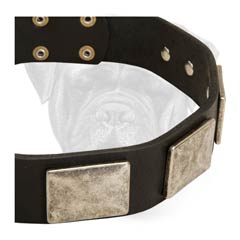 Bullmastiff Dog Leather Collar With New Posh Design 