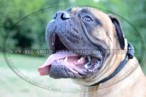 Leather Collar for Bullmastiff durable braided Comfortable