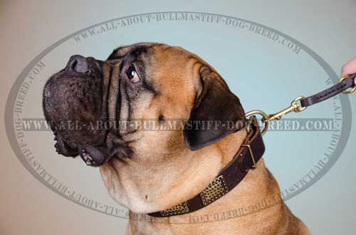 Leather Collar for Bullmastiff highly comfortable