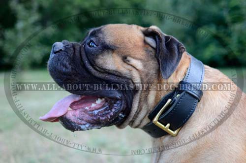 Leather Collar for Bullmastiff highly comfortable