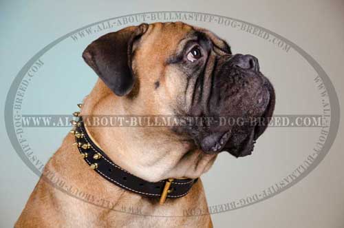 Leather Collar for Bullmastiff Spiked Comfortable