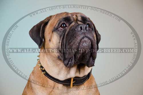 Leather Dog Collar Exclusive