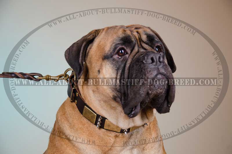 Bullmastiff leather dog collar with impressive columns of studs and spikes  [S59##1014 3 spikes+3 brass studs leather collar] : Bullmastiff dog  harness, Bullmastiff dog muzzle, Bullmastiff dog collar, Dog leashes