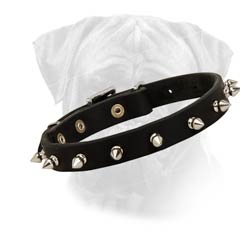 Attractive Bullmastiff High-Q Leather Spiked Collar