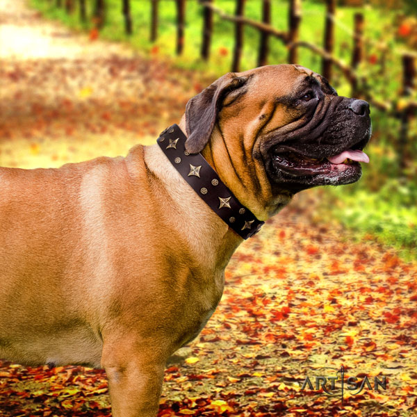 Bullmastiff daily use dog collar of designer natural leather