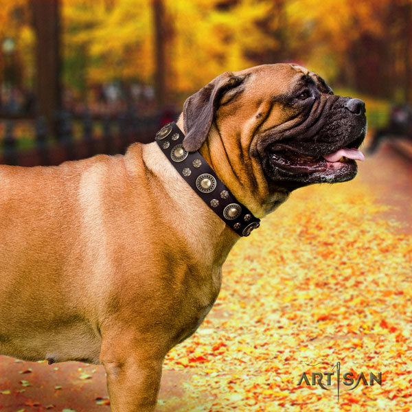 Bullmastiff comfortable wearing dog collar of trendy leather