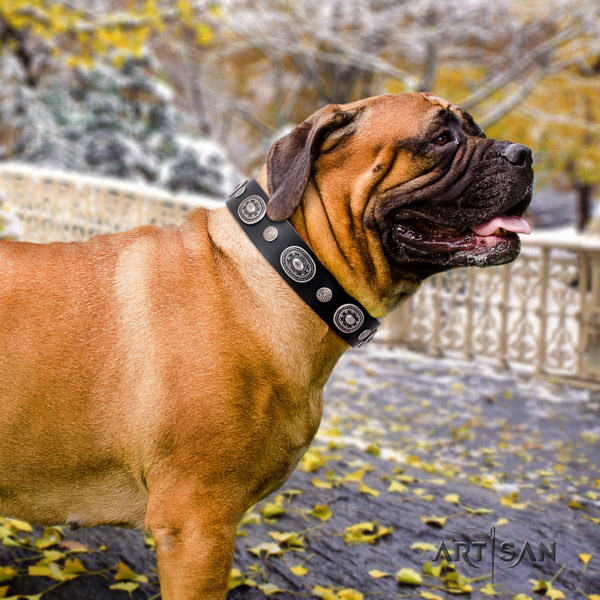 Bullmastiff fancy walking dog collar of incredible quality natural leather