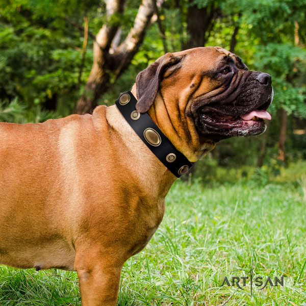 Bullmastiff fancy walking dog collar of remarkable quality natural leather