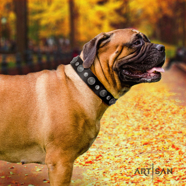 Bullmastiff comfortable wearing dog collar of extraordinary quality natural leather