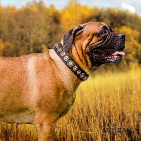 Bullmastiff walking dog collar of incredible quality natural leather