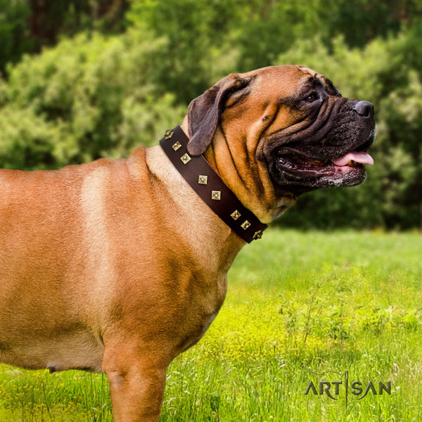 Bullmastiff everyday walking dog collar of designer natural leather