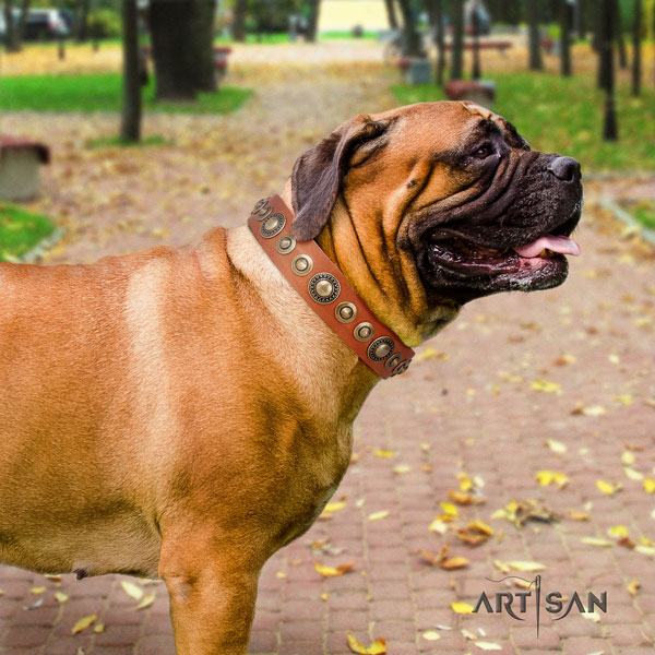 Bullmastiff comfortable wearing dog collar of trendy genuine leather