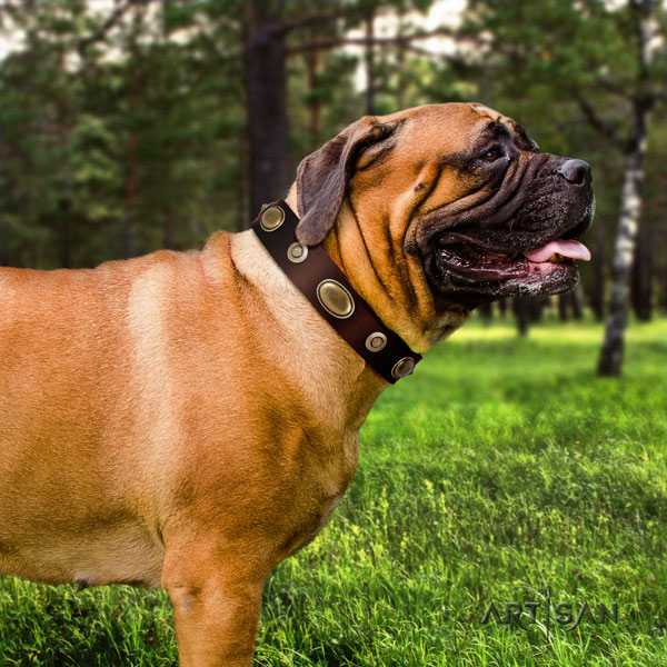 Bullmastiff comfy wearing dog collar of remarkable quality natural leather