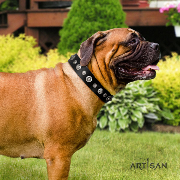 Bullmastiff comfy wearing dog collar of incredible quality leather