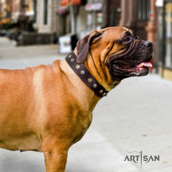 Bullmastiff comfy wearing dog collar of exceptional quality natural leather