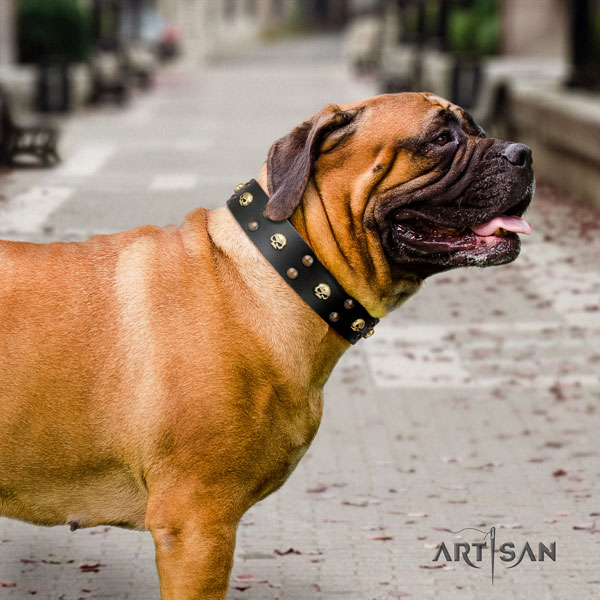 Bullmastiff stylish walking dog collar of exquisite quality natural leather