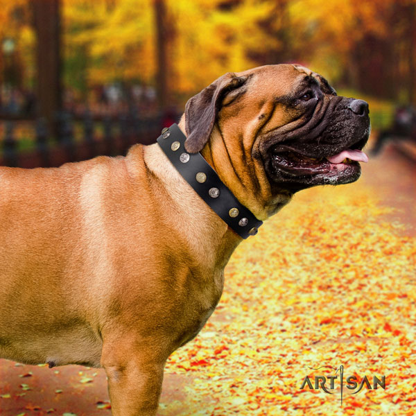 Bullmastiff comfy wearing dog collar of exceptional quality genuine leather