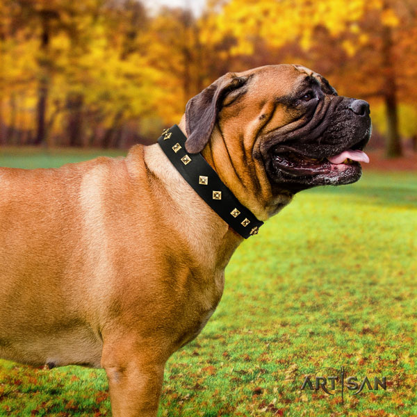 Bullmastiff handy use dog collar of trendy leather