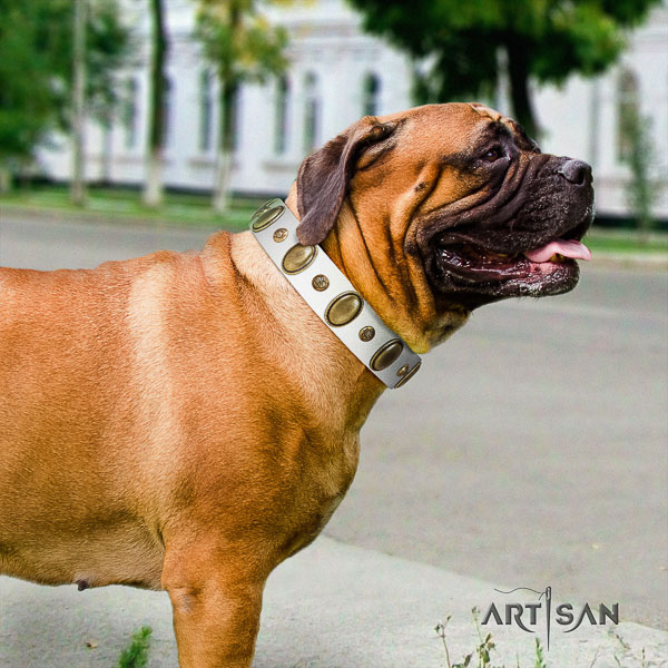 Bullmastiff comfortable wearing full grain leather collar with decorations for your doggie