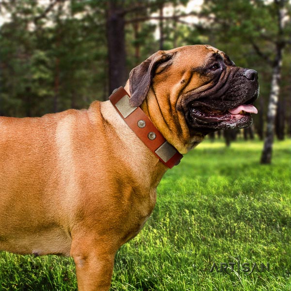 Bullmastiff stylish walking full grain leather collar with studs for your pet