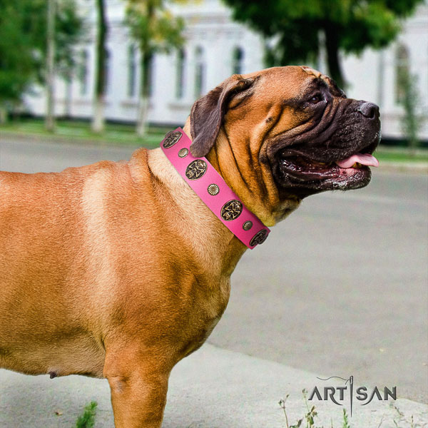 Bullmastiff comfortable wearing full grain genuine leather collar with studs for your dog
