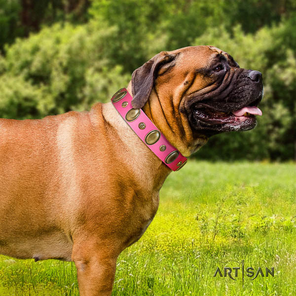 Bullmastiff daily use natural leather collar with studs for your pet