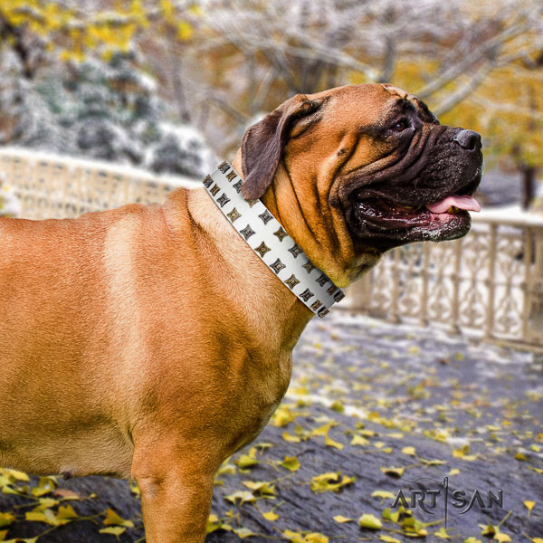 Bullmastiff daily use full grain genuine leather collar with embellishments for your canine