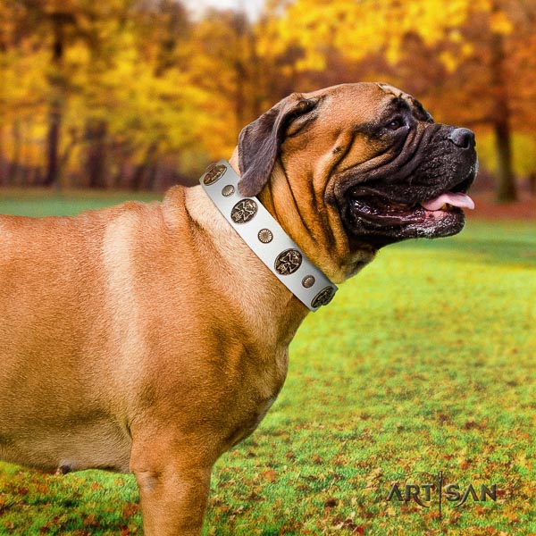 Bullmastiff stylish walking leather collar with studs for your four-legged friend