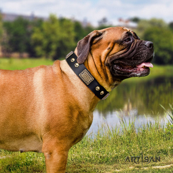 Bullmastiff fancy walking dog collar of extraordinary quality genuine leather