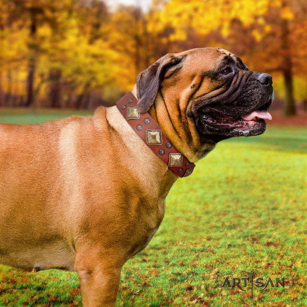 Bullmastiff comfy wearing dog collar of exquisite quality leather