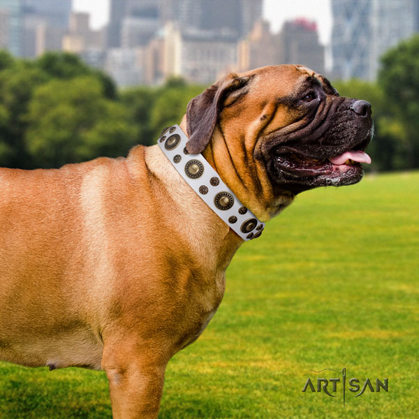 Bullmastiff comfy wearing dog collar of fine quality leather