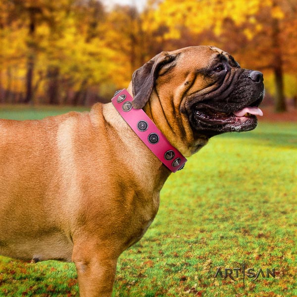 Bullmastiff stunning full grain natural leather collar with embellishments for your pet