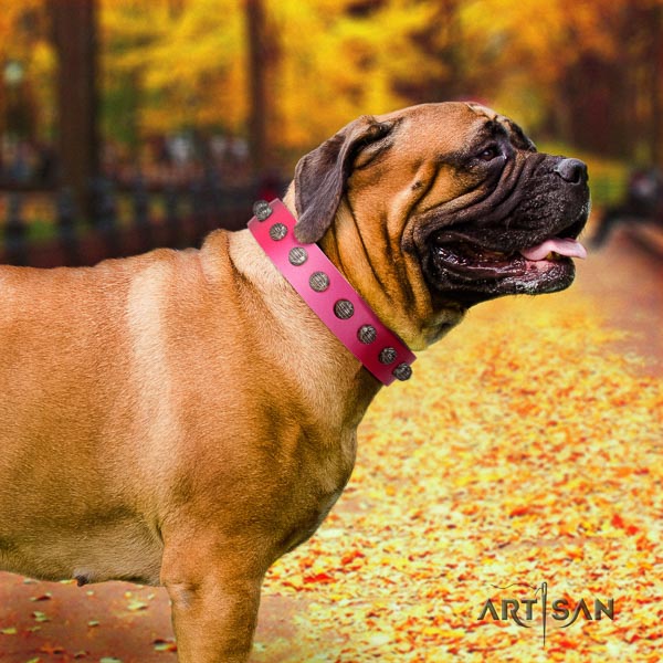 Bullmastiff fashionable full grain genuine leather collar with decorations for your canine