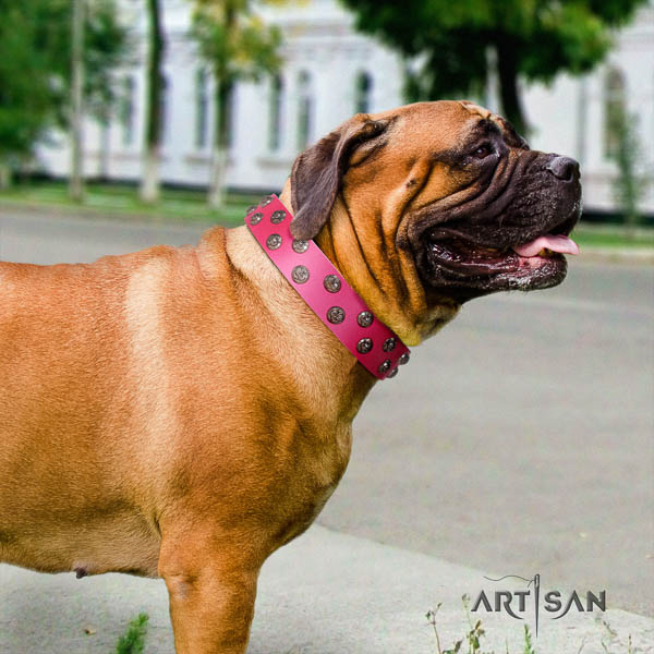 Bullmastiff exceptional full grain leather collar with studs for your four-legged friend