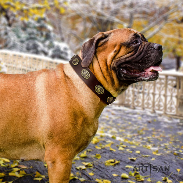 Bullmastiff daily walking dog collar of exceptional quality natural leather