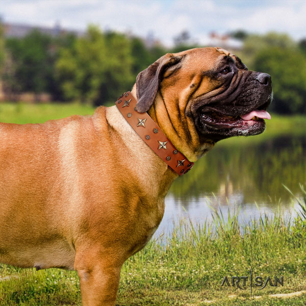 Bullmastiff comfy wearing dog collar of stylish genuine leather