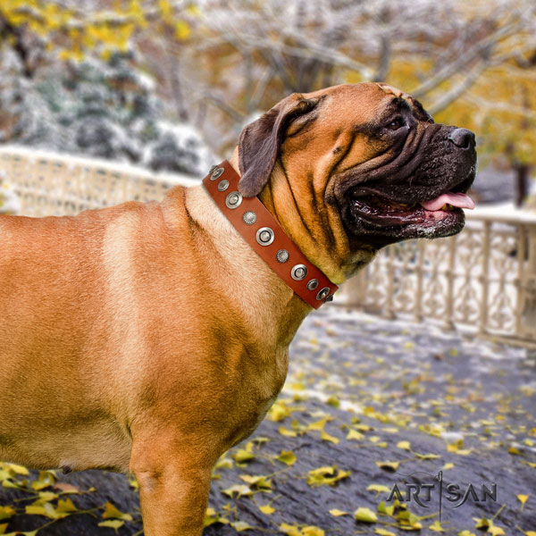 Bullmastiff easy wearing dog collar of awesome quality natural leather