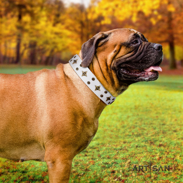Bullmastiff daily walking dog collar of awesome quality leather