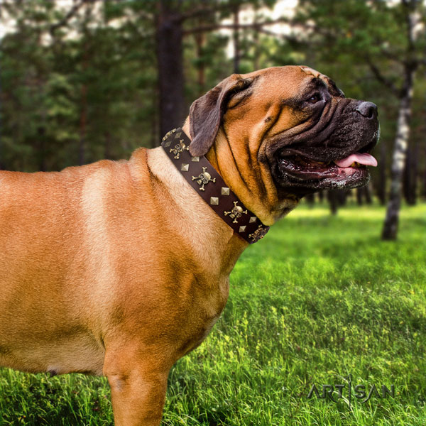 Bullmastiff comfy wearing dog collar of extraordinary quality genuine leather