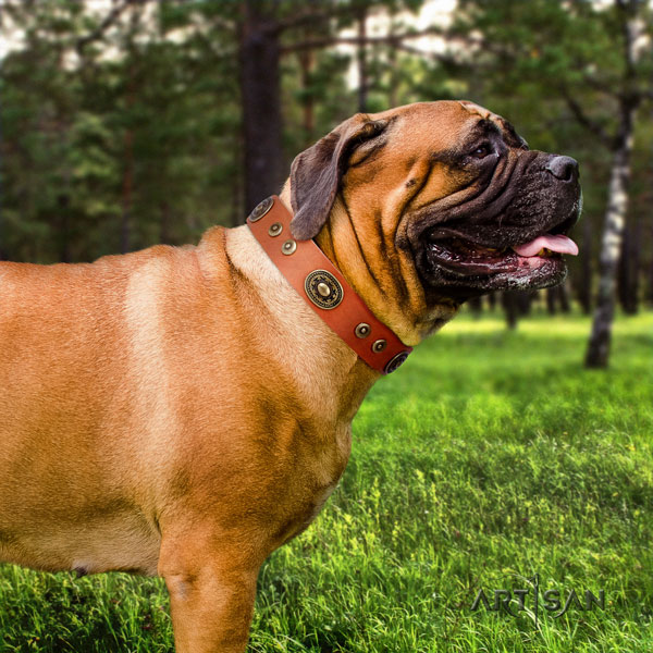 Bullmastiff easy wearing dog collar of fashionable genuine leather