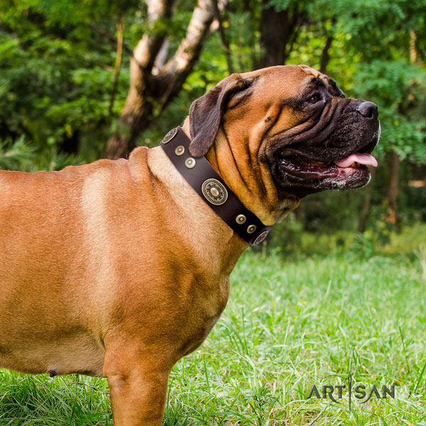 Bullmastiff comfy wearing dog collar of designer leather